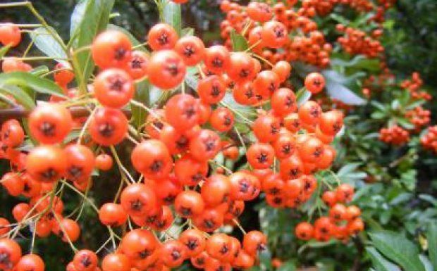 Catina – beneficii si proprietati pentru sanatate