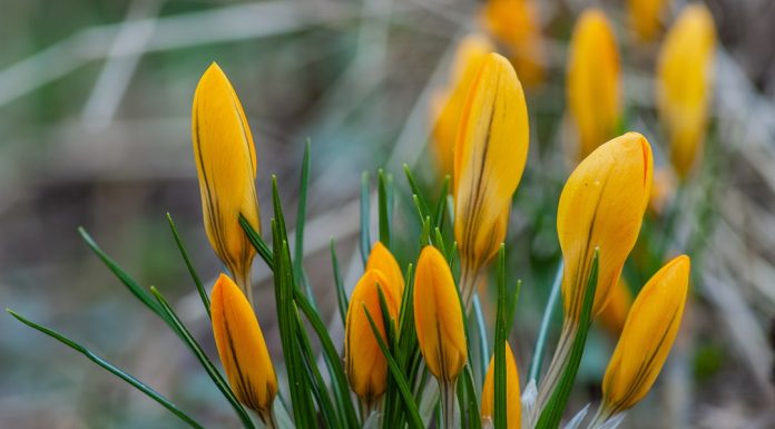 103 Mesaje De 1 Martie