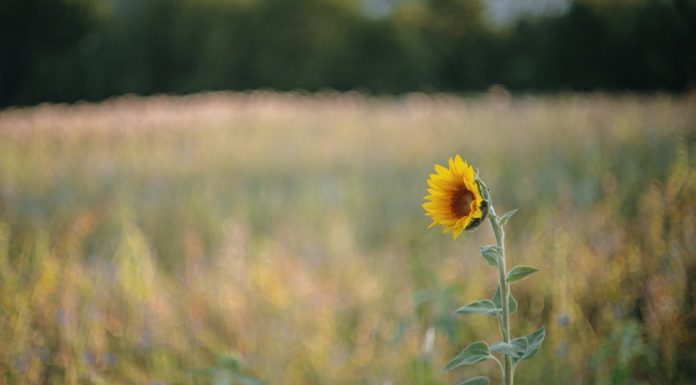 129 Mesaje Despre Succes