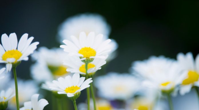 141 Mesaje De Florii