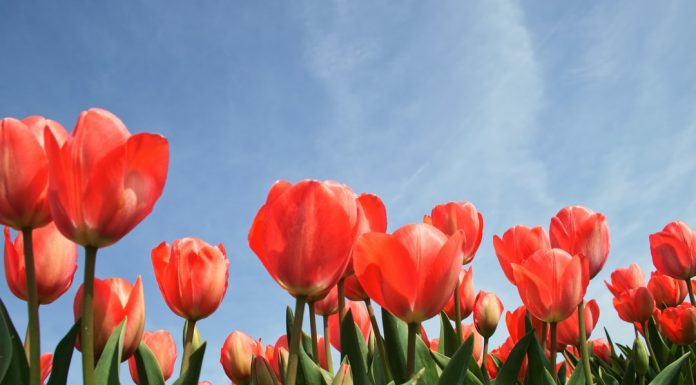 146 Citate Despre Flori – Citate Celebre