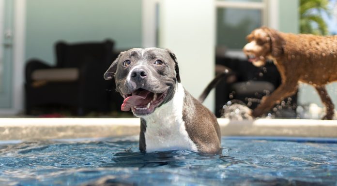 59 Citate Despre Caini Citate frumoase